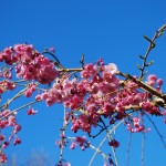Prunus subhirtella (Pendula) Pink Weeping Cherry closeup
